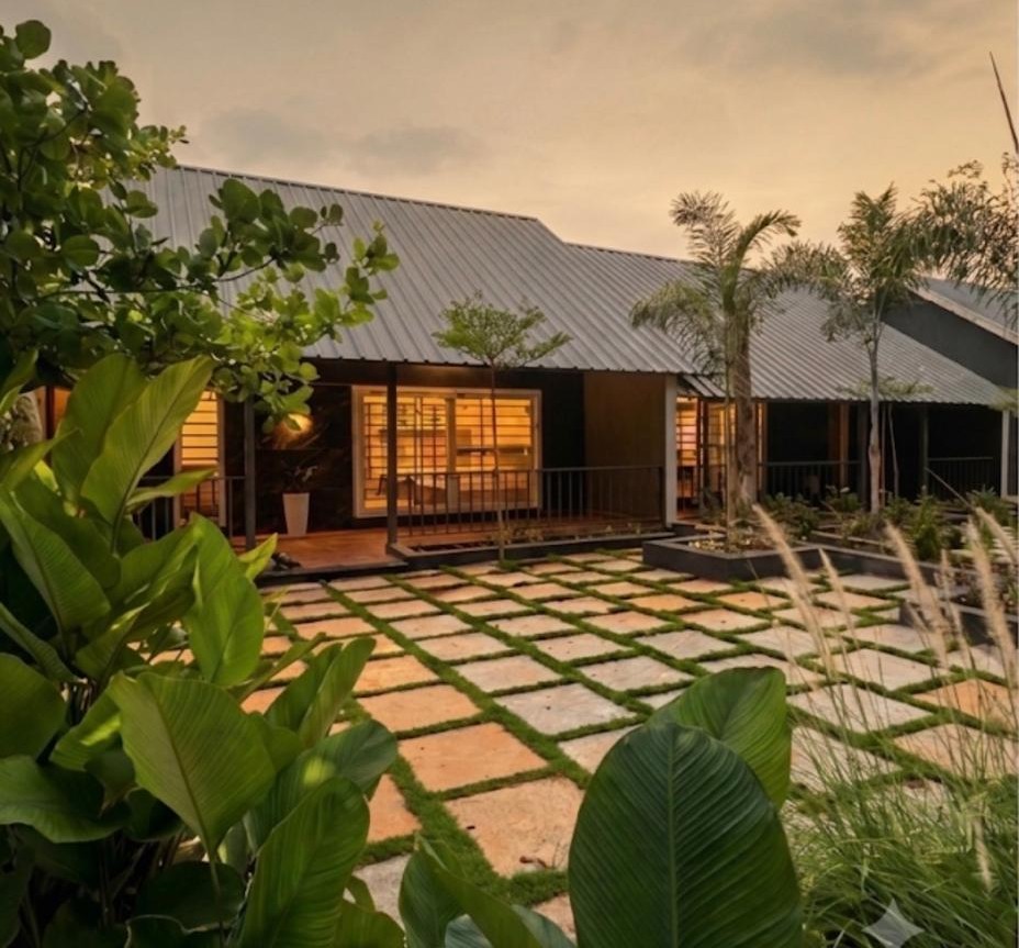 Silver oak trees at sunrise over the 1000 Silvers farm stay in Mysuru