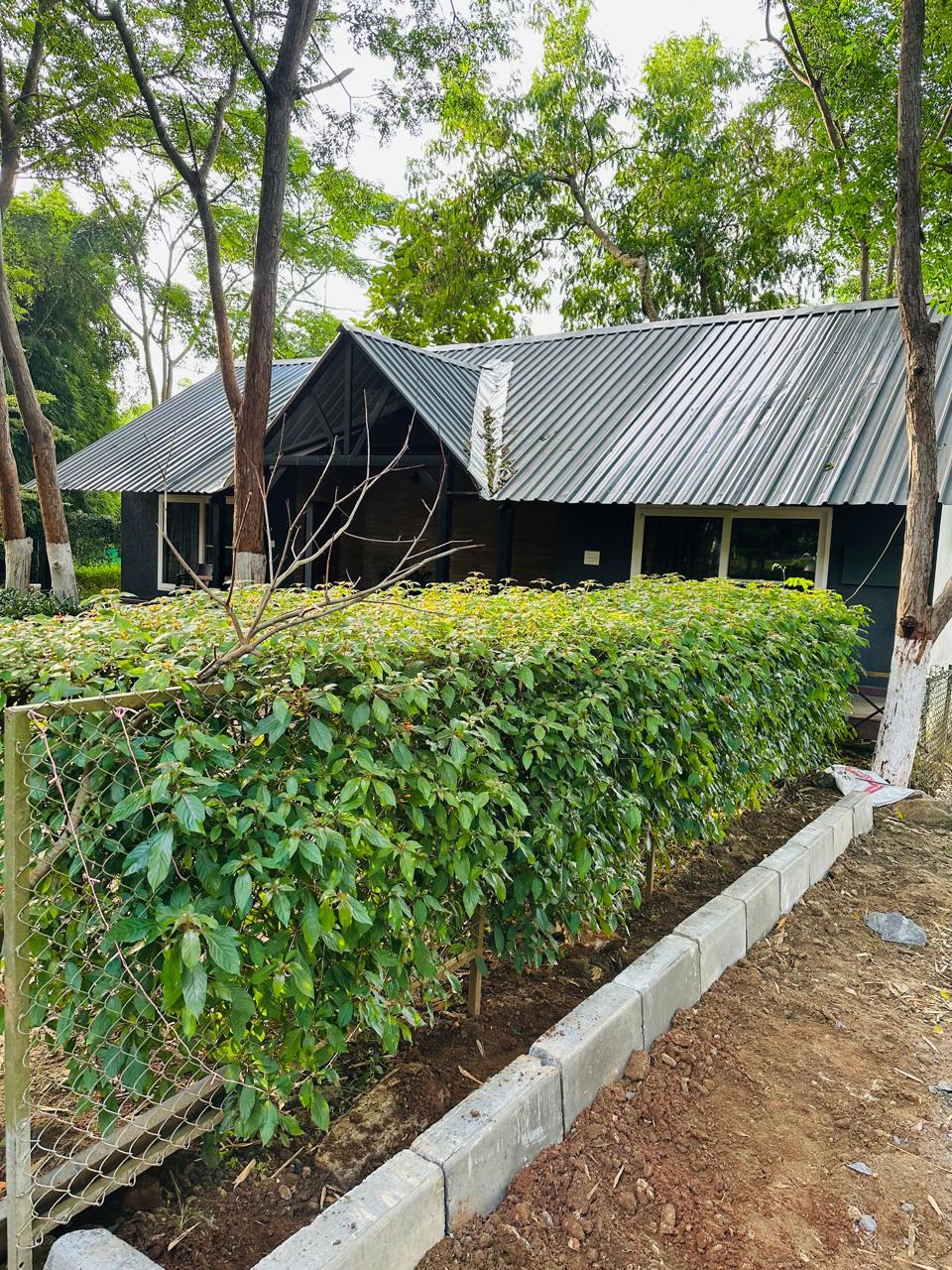 Cottage exterior framed by a manicured green hedge