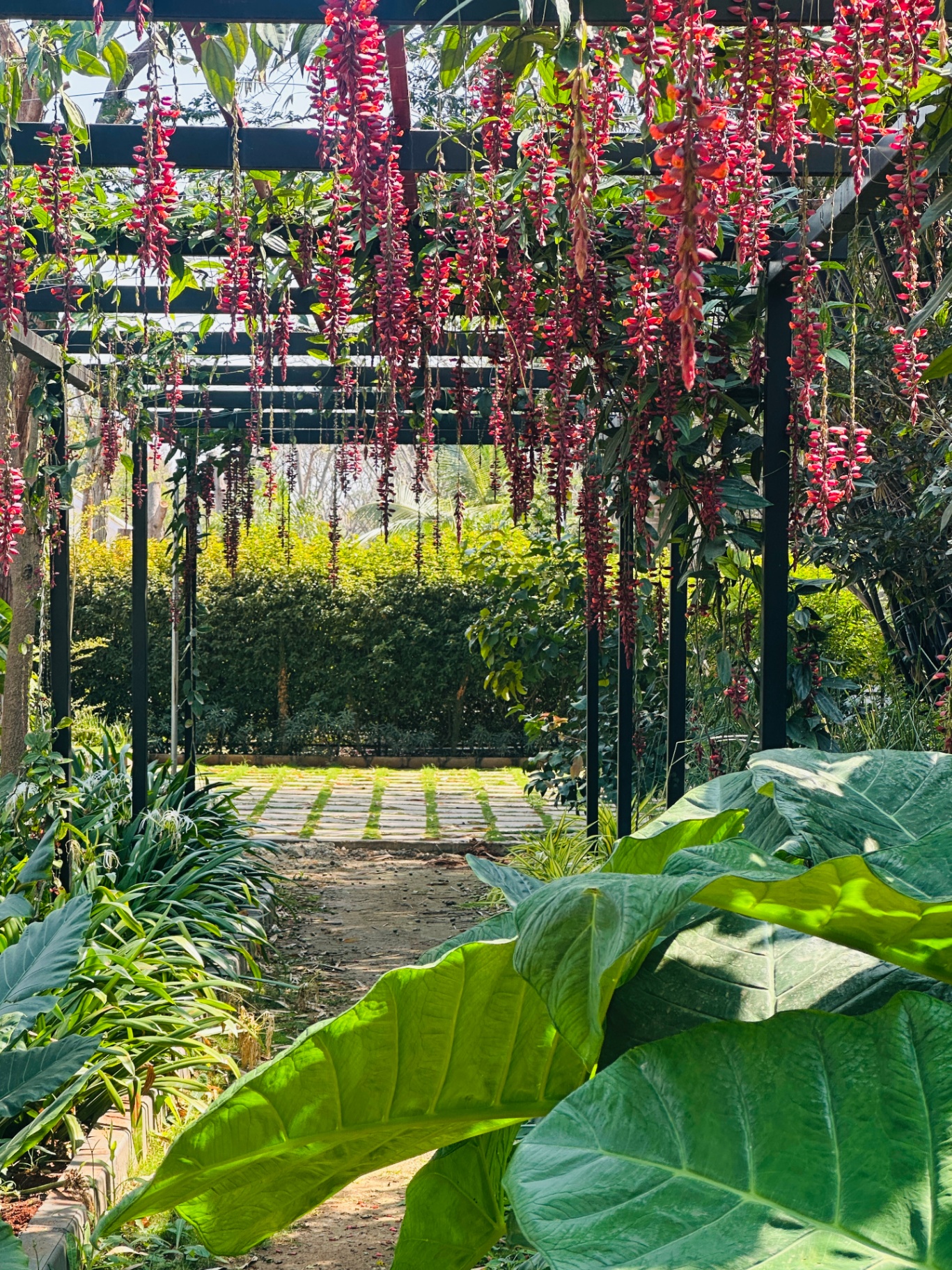 Flower Pergola Walk
